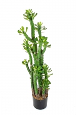 Euphorbia Roylena Cactus 118cm